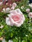 FlowerPwR